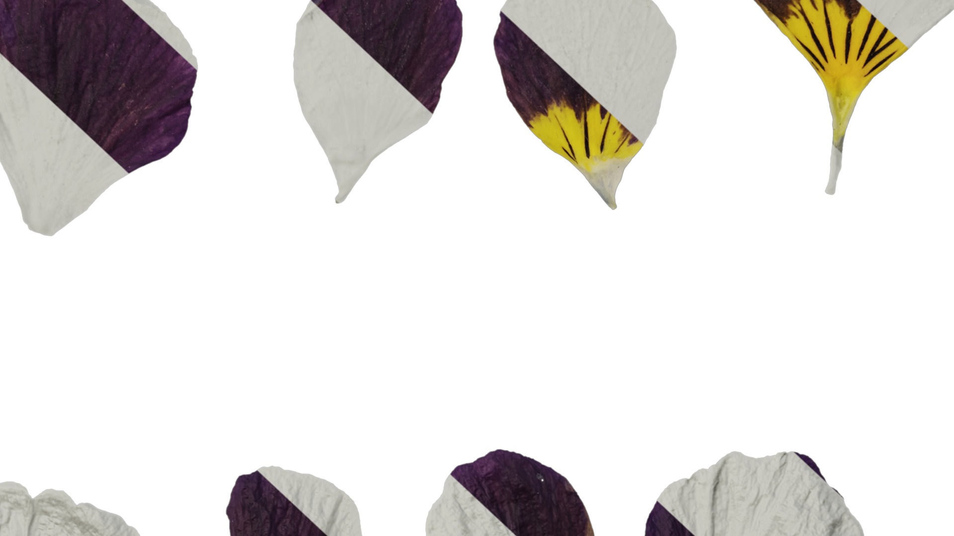 Anydrafts Viola cornuta Flower 12 Texture_7