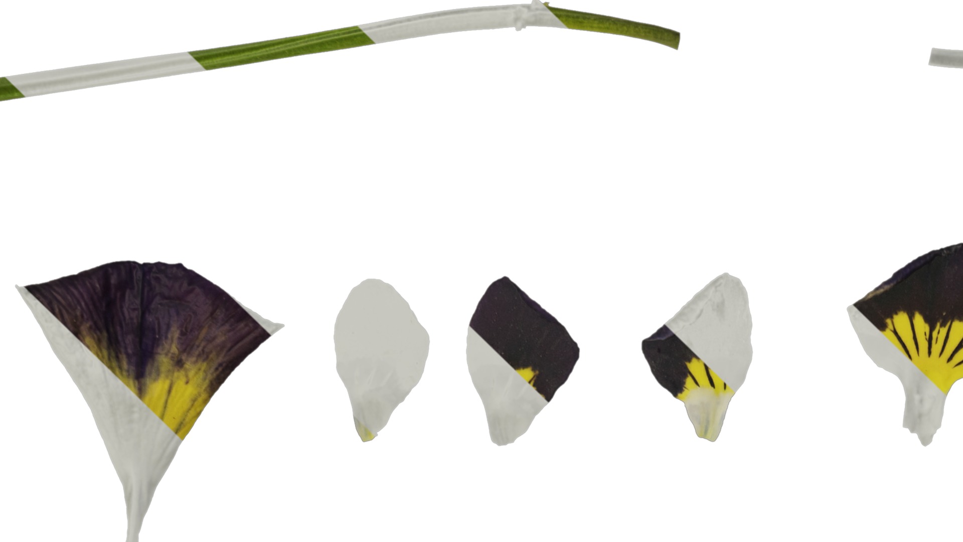 Anydrafts Viola cornuta Flower 12 Texture_1