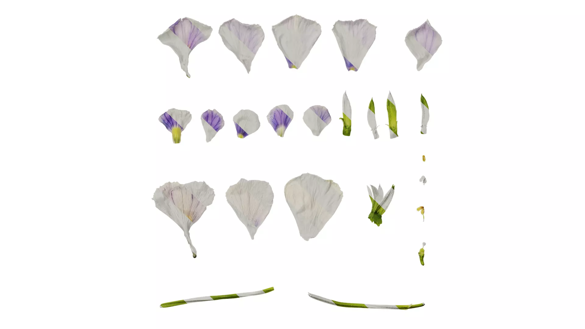 Anydrafts Viola cornuta Flower 13 Texture_0