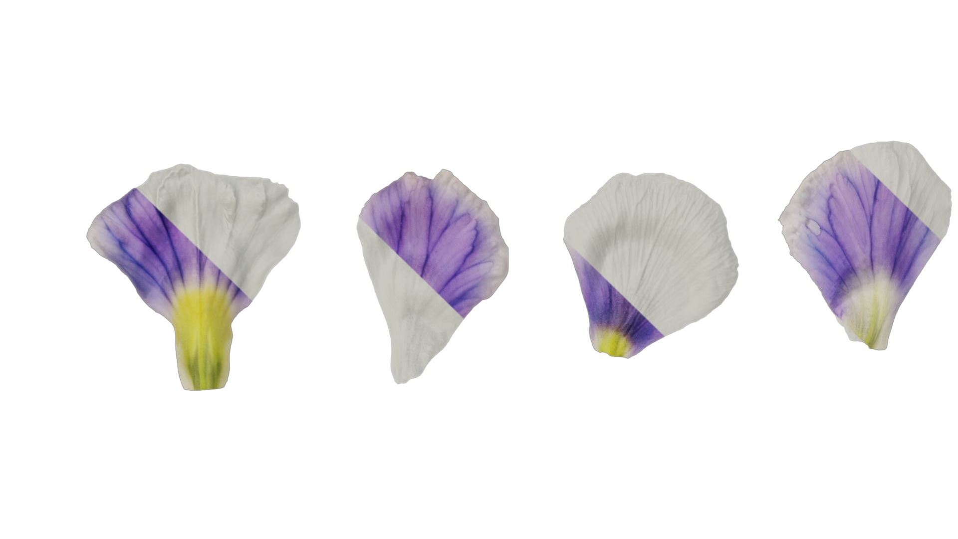 Anydrafts Viola cornuta Flower 13 Texture_3