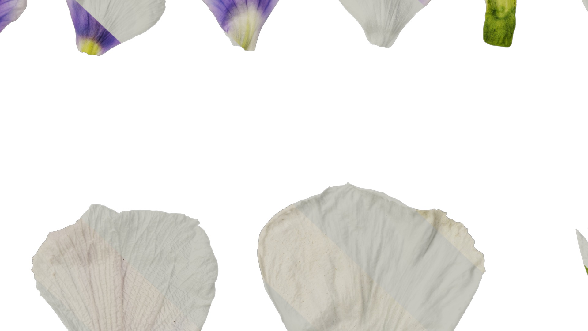 Anydrafts Viola cornuta Flower 13 Texture_7