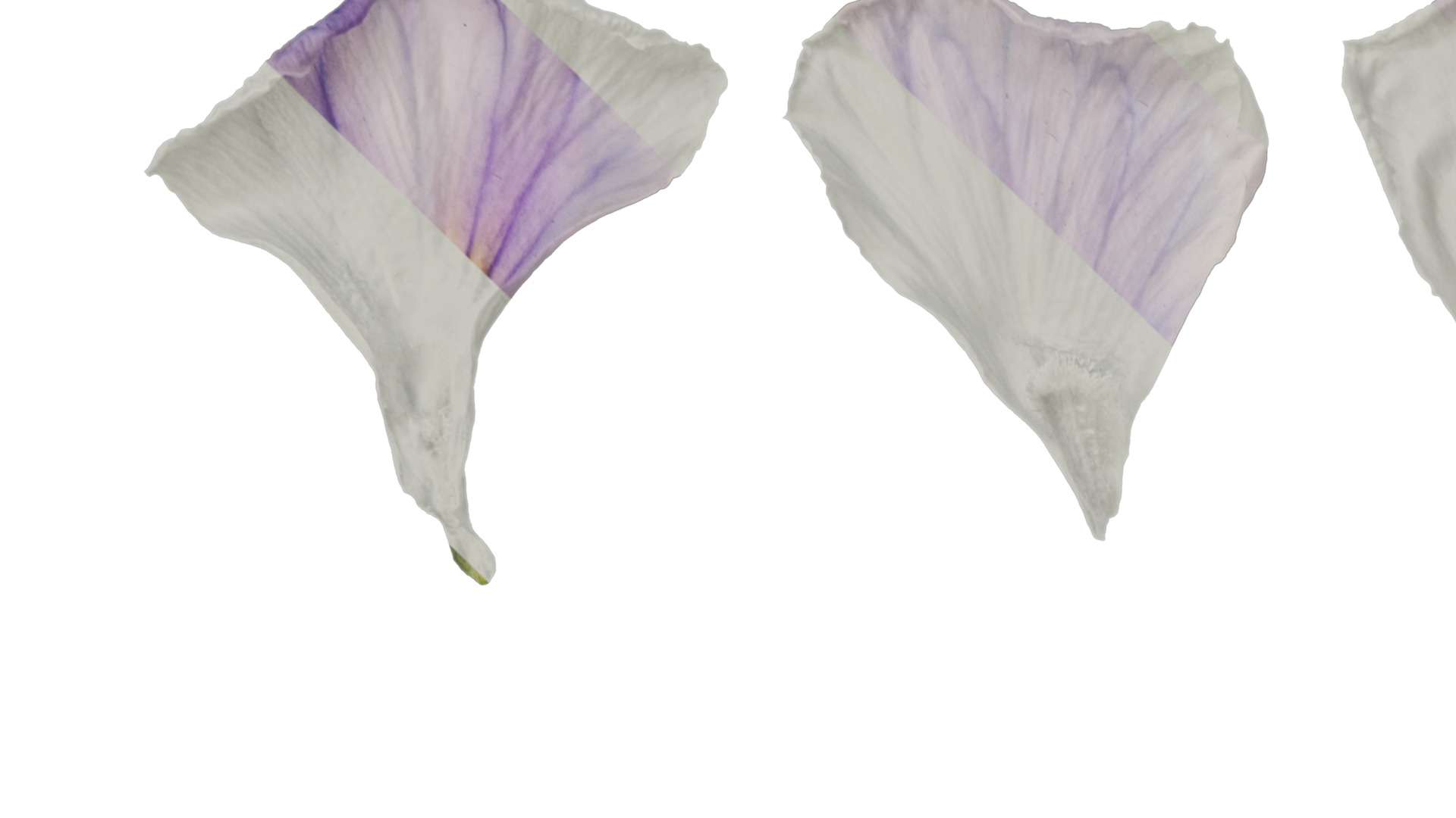 Anydrafts Viola cornuta Flower 13 Texture_1