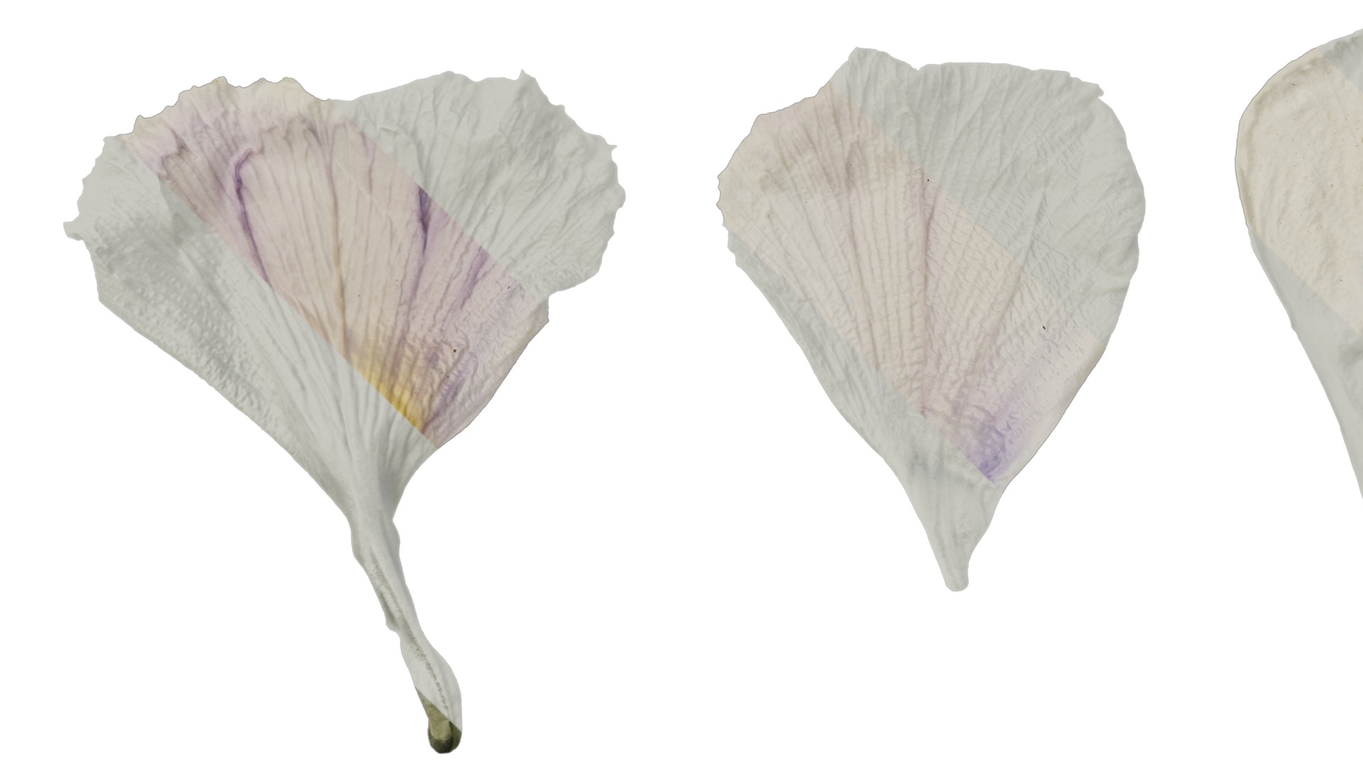 Anydrafts Viola cornuta Flower 13 Texture_5