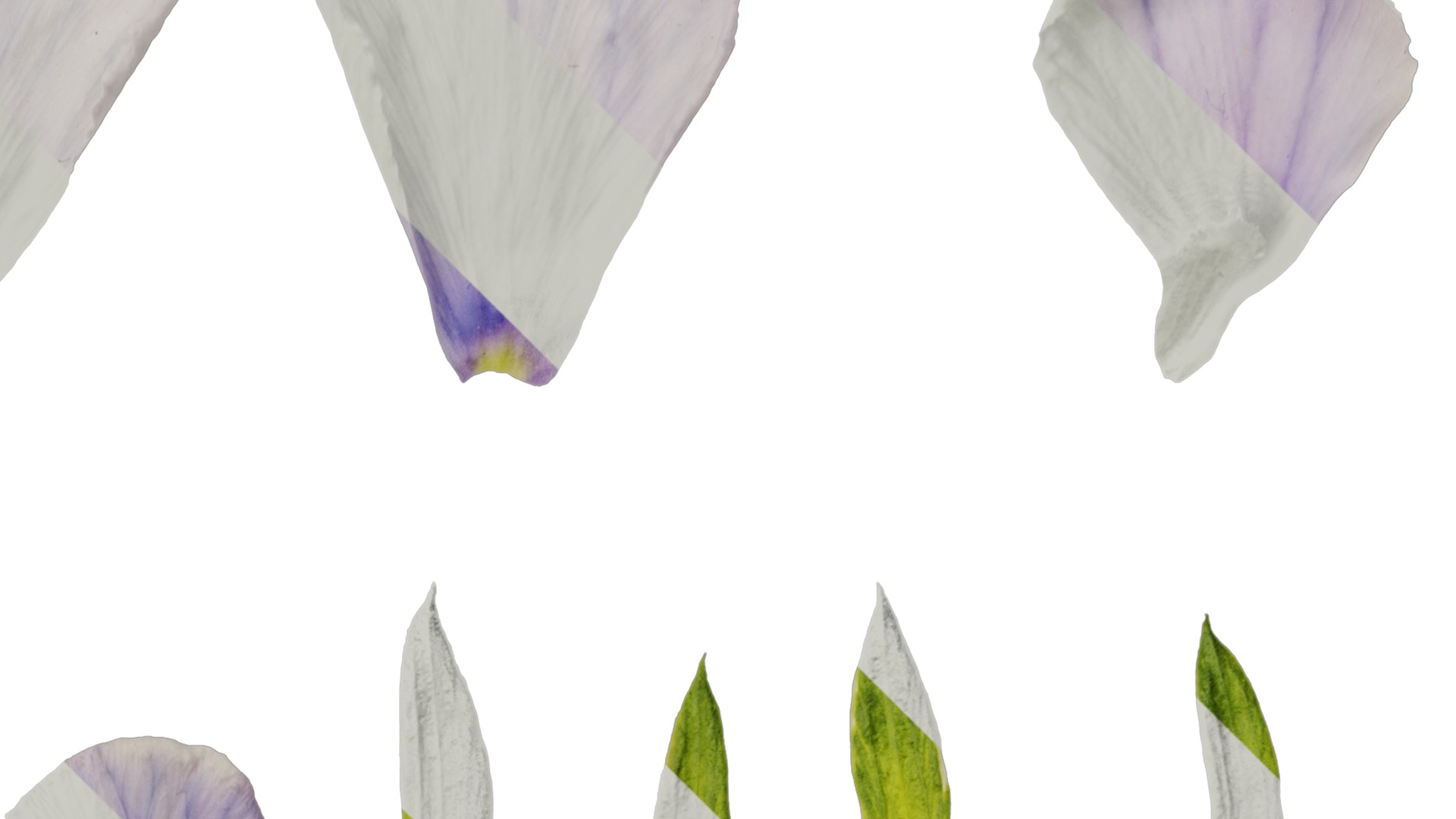 Anydrafts Viola cornuta Flower 13 Texture_2