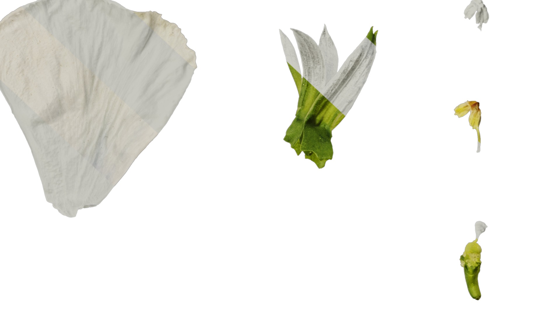 Anydrafts Viola cornuta Flower 13 Texture_6