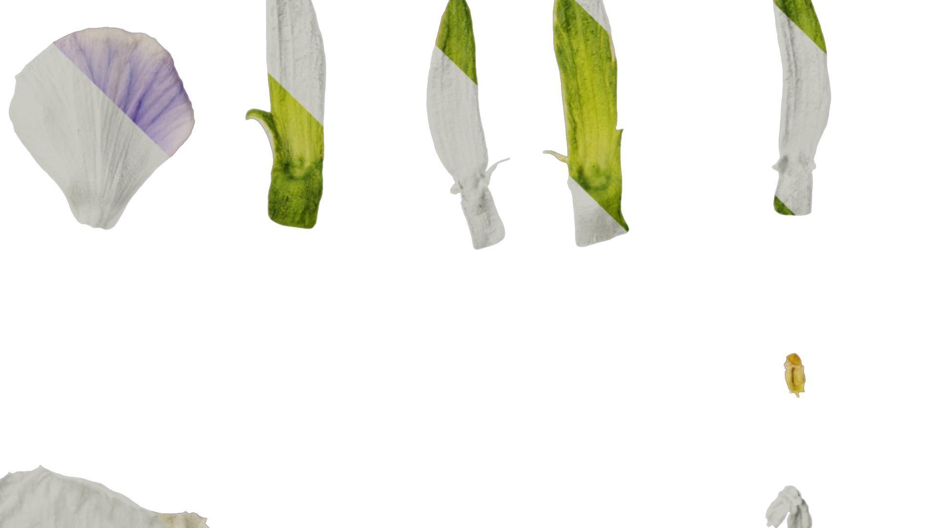 Anydrafts Viola cornuta Flower 13 Texture_4