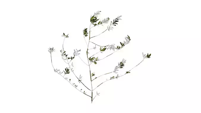 Anydrafts Olea europaea Atlas 13