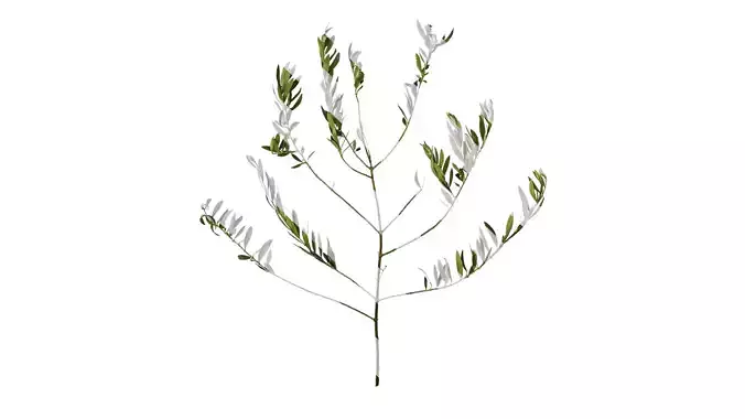 Anydrafts Olea europaea Atlas 14