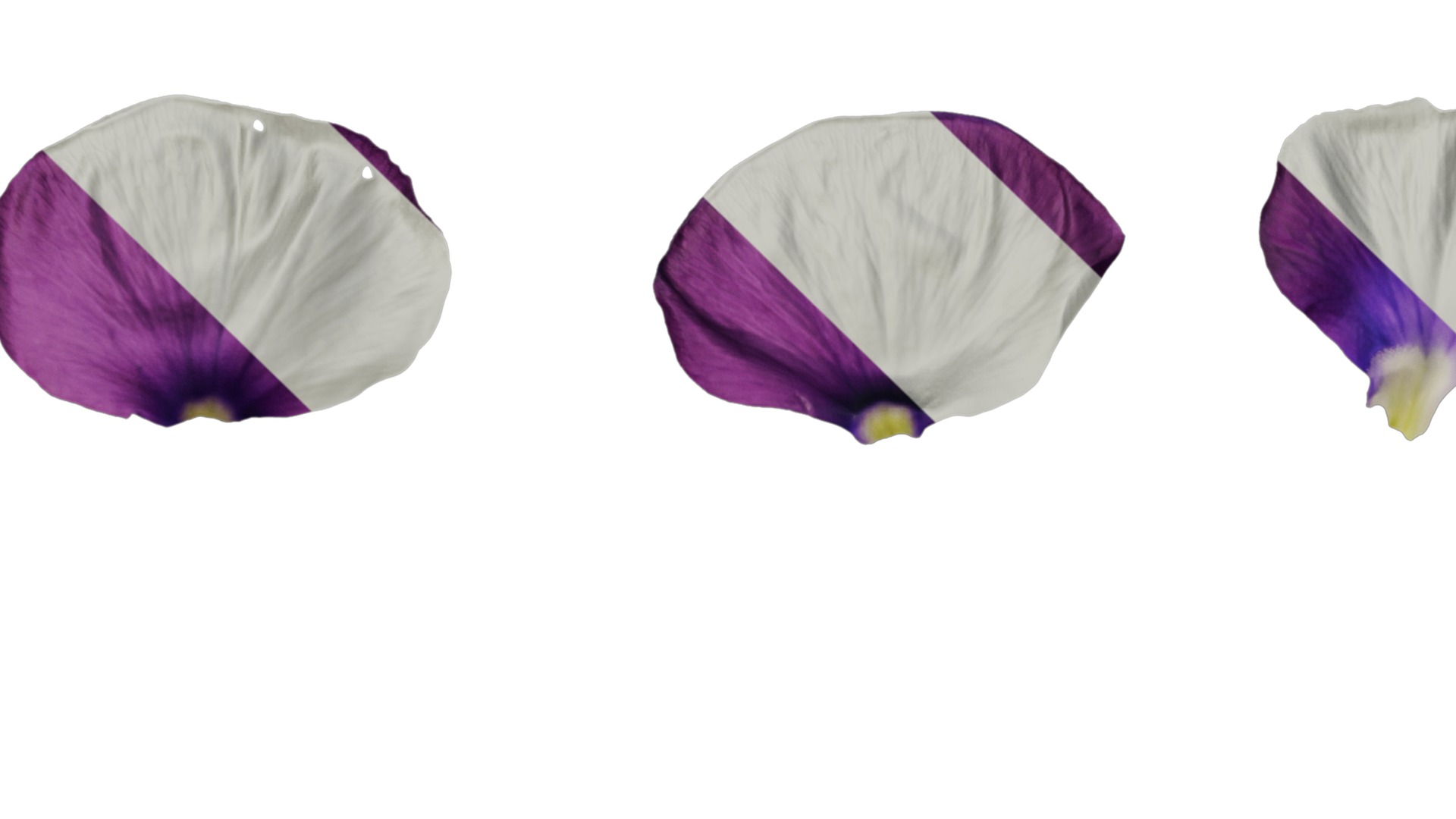 Anydrafts Viola cornuta Flower 15 Texture_1