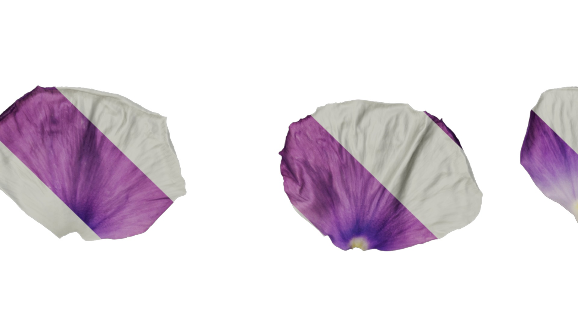 Anydrafts Viola cornuta Flower 15 Texture_3