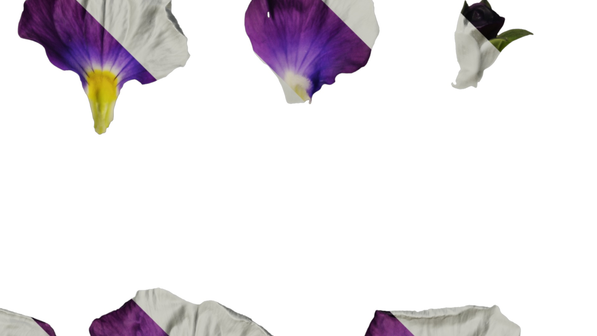 Anydrafts Viola cornuta Flower 15 Texture_2