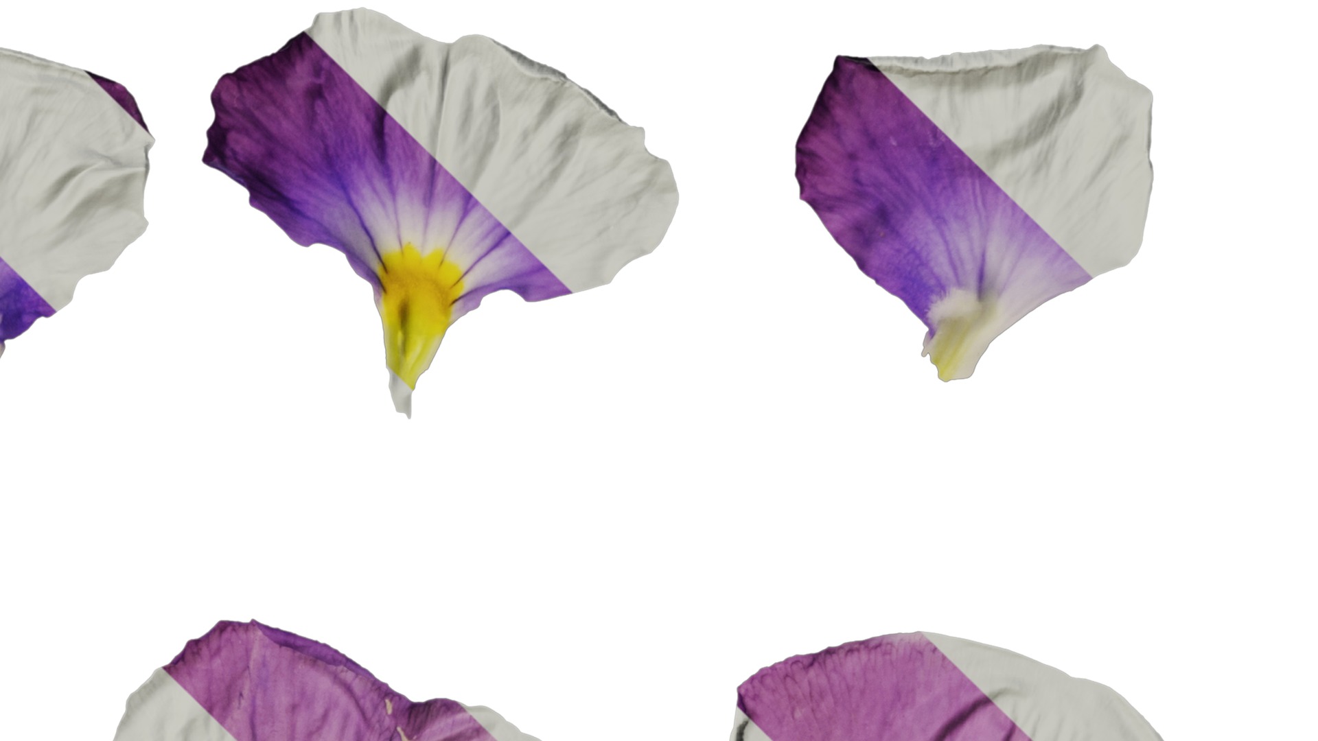 Anydrafts Viola cornuta Flower 15 Texture_4