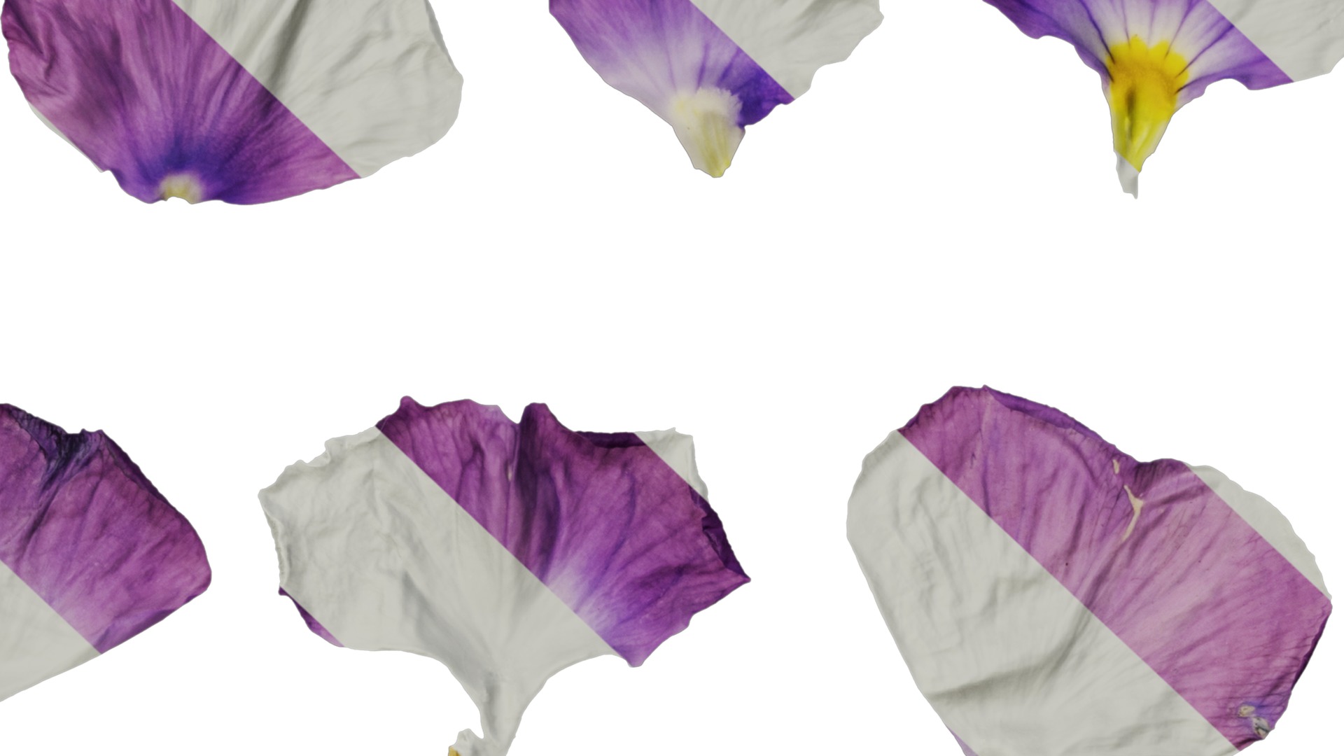 Anydrafts Viola cornuta Flower 15 Texture_7