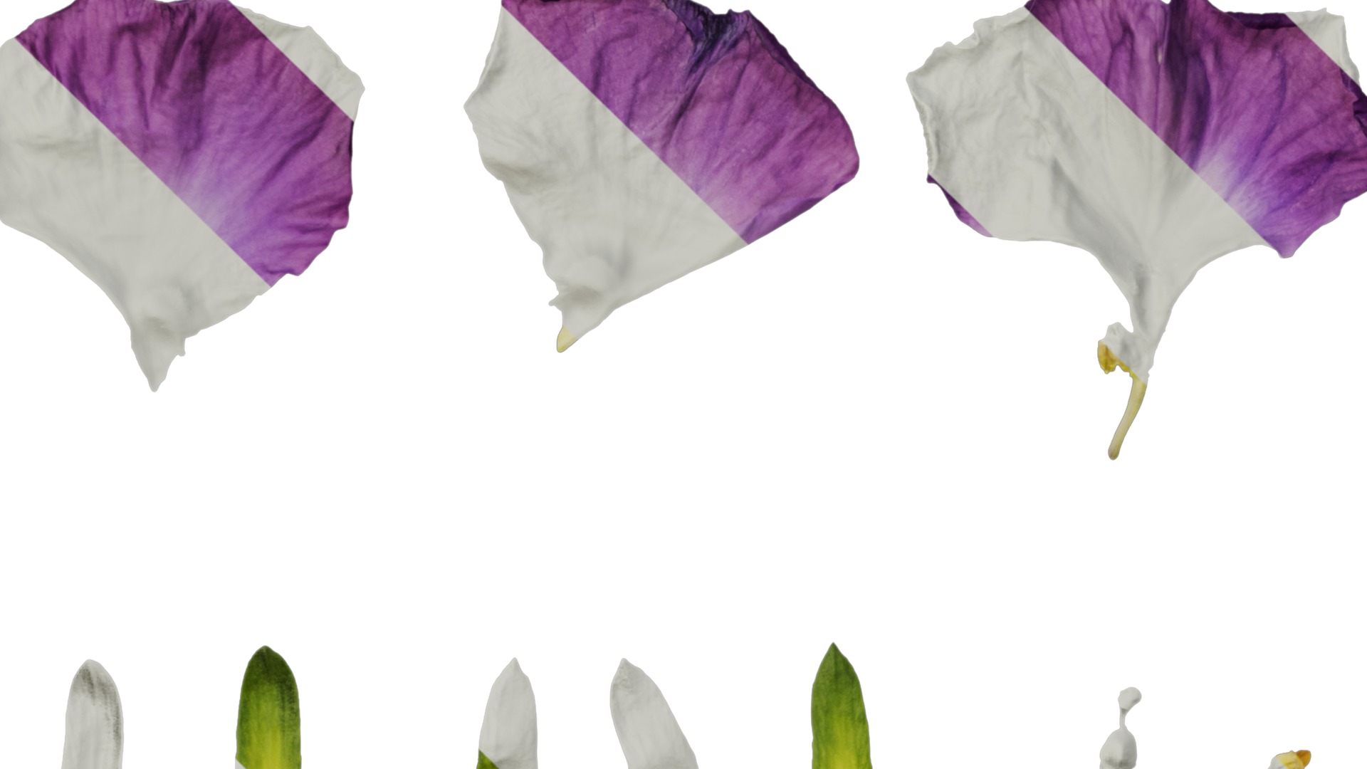 Anydrafts Viola cornuta Flower 15 Texture_5