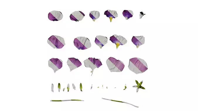 Anydrafts Viola cornuta Flower 15