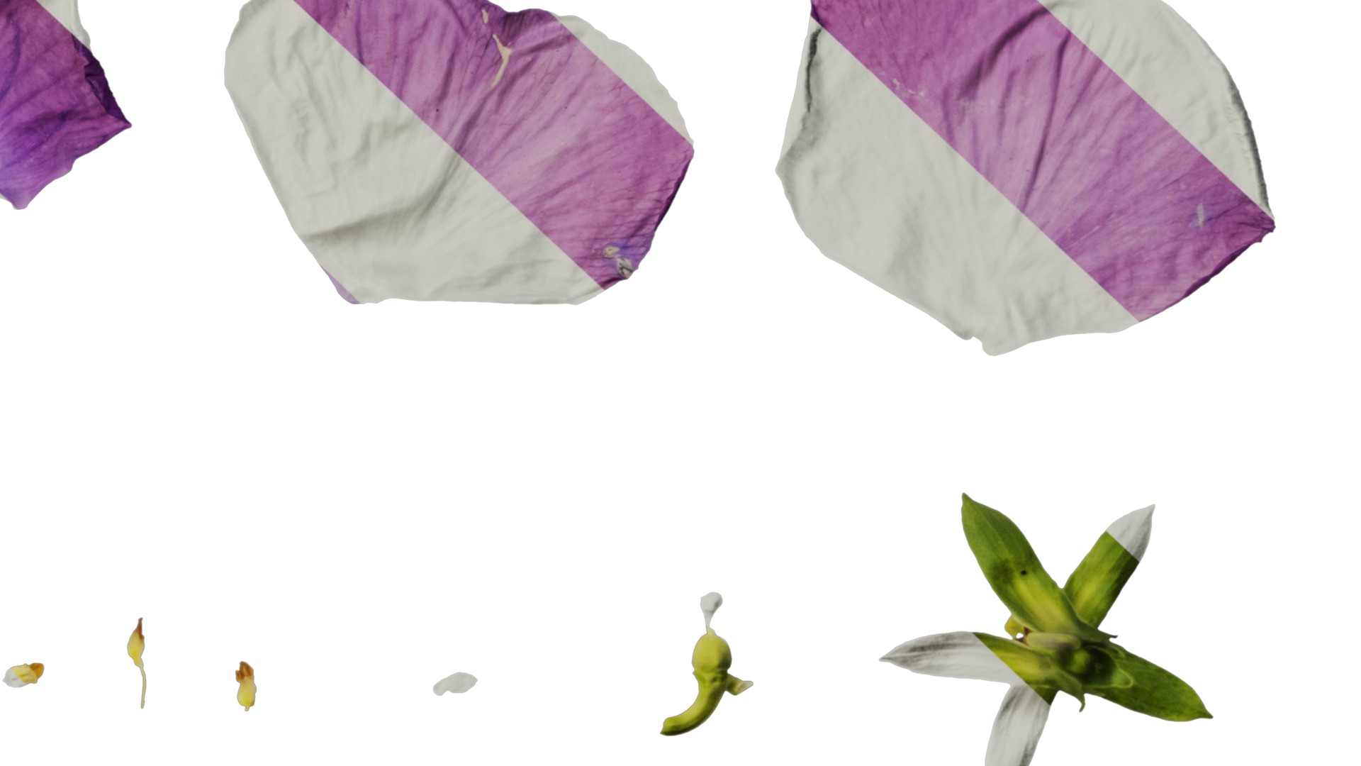 Anydrafts Viola cornuta Flower 15 Texture_6