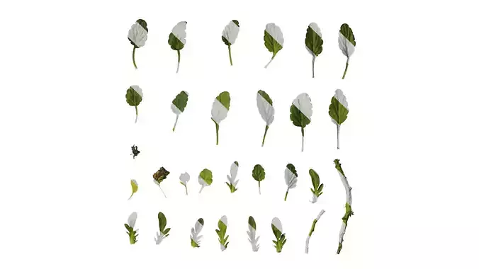 Anydrafts Viola cornuta Leaf 01