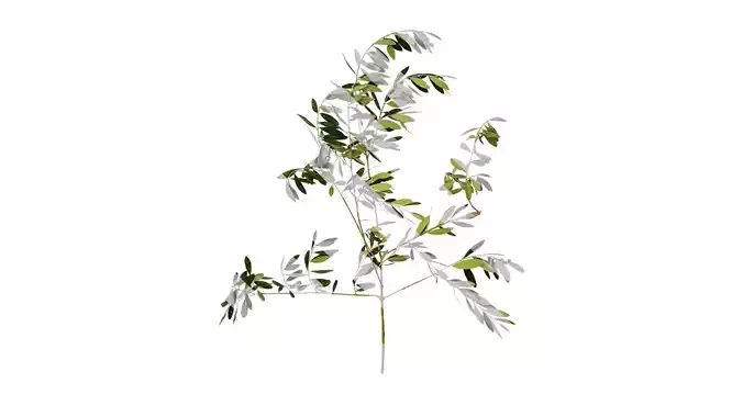 Anydrafts Olea europaea Atlas 15