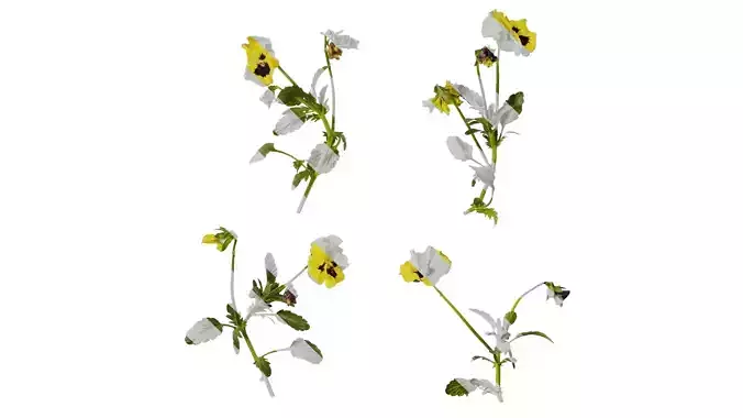 Anydrafts Viola tricolor Atlas 03