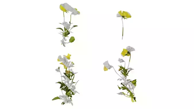 Anydrafts Viola tricolor Atlas 04