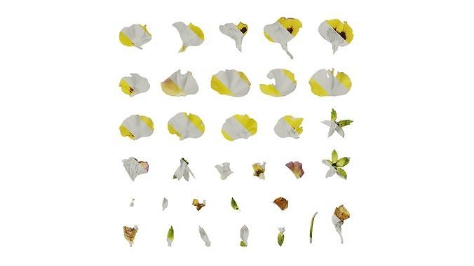 Anydrafts Viola tricolor Flower 01 Texture