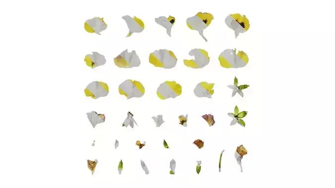 Anydrafts Viola tricolor Flower 01