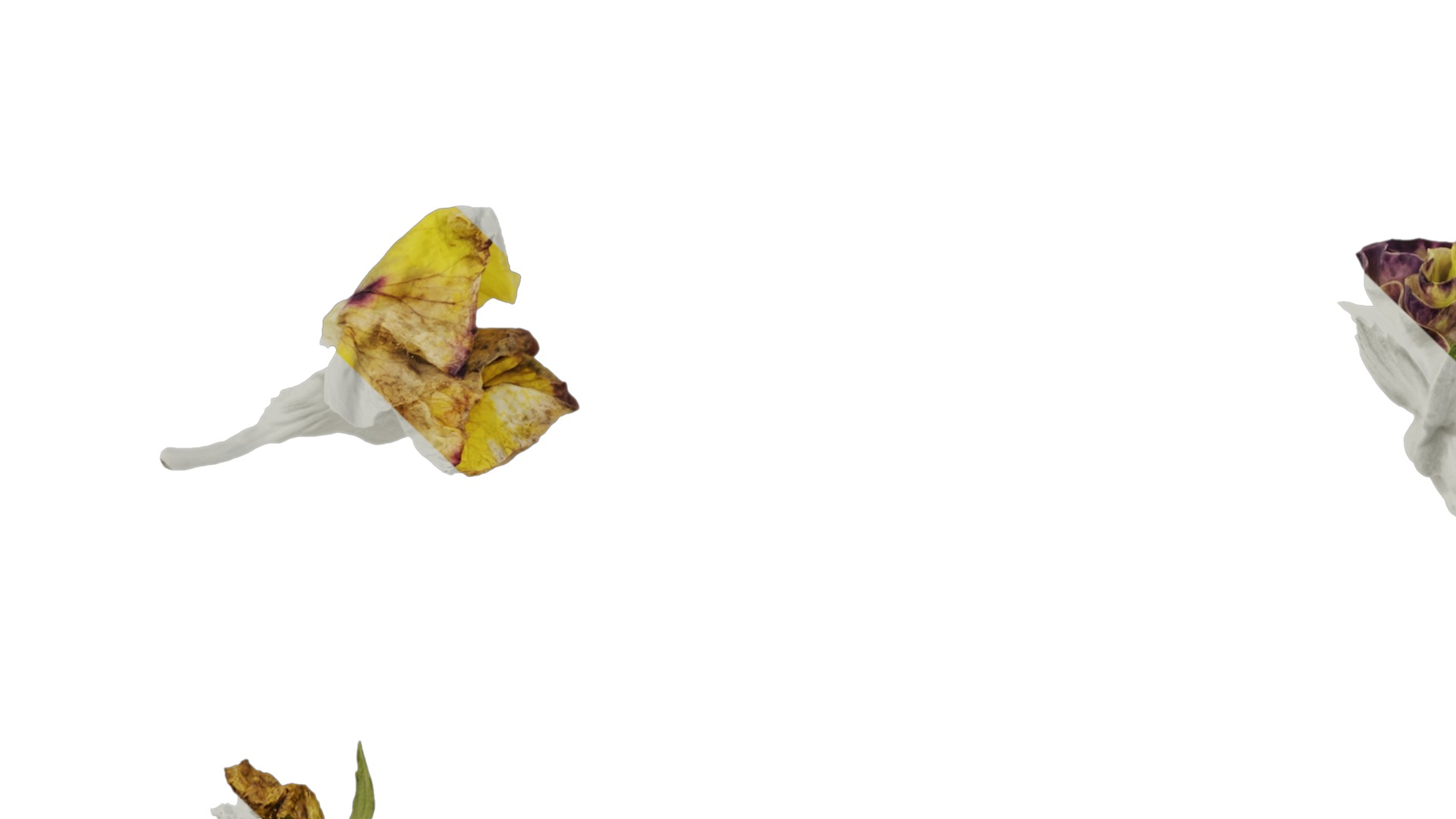 Anydrafts Viola tricolor Flower 02 Texture_5