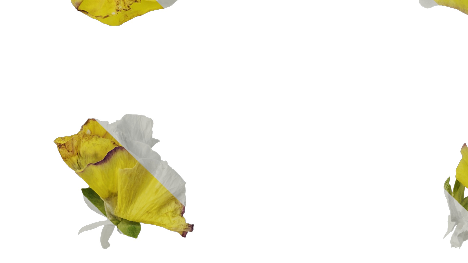 Anydrafts Viola tricolor Flower 02 Texture_3