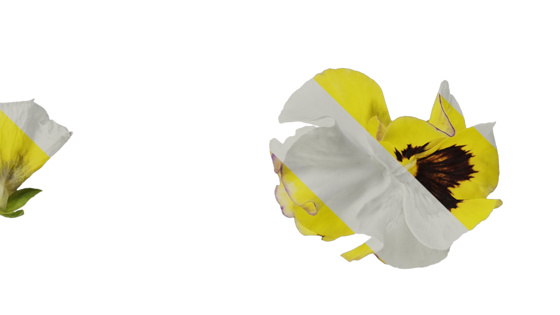 Anydrafts Viola tricolor Flower 02 Texture_4