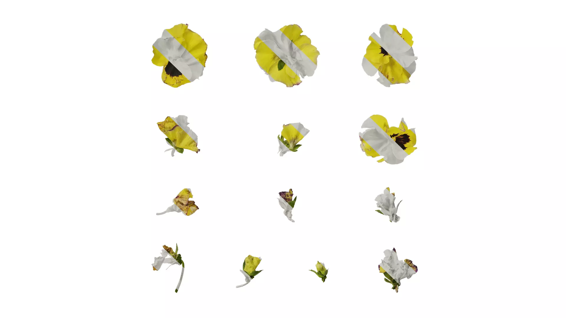 Anydrafts Viola tricolor Flower 02 Texture_0