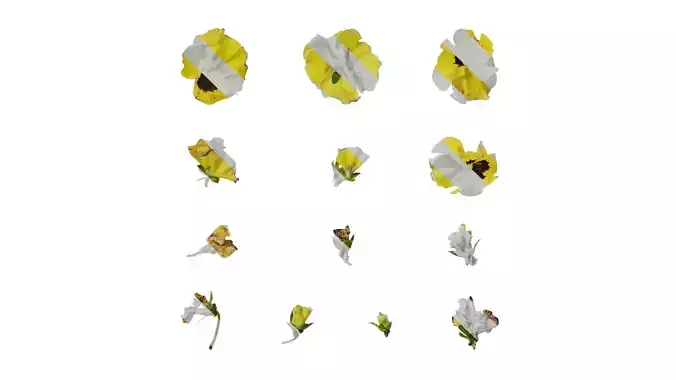 Anydrafts Viola tricolor Flower 02