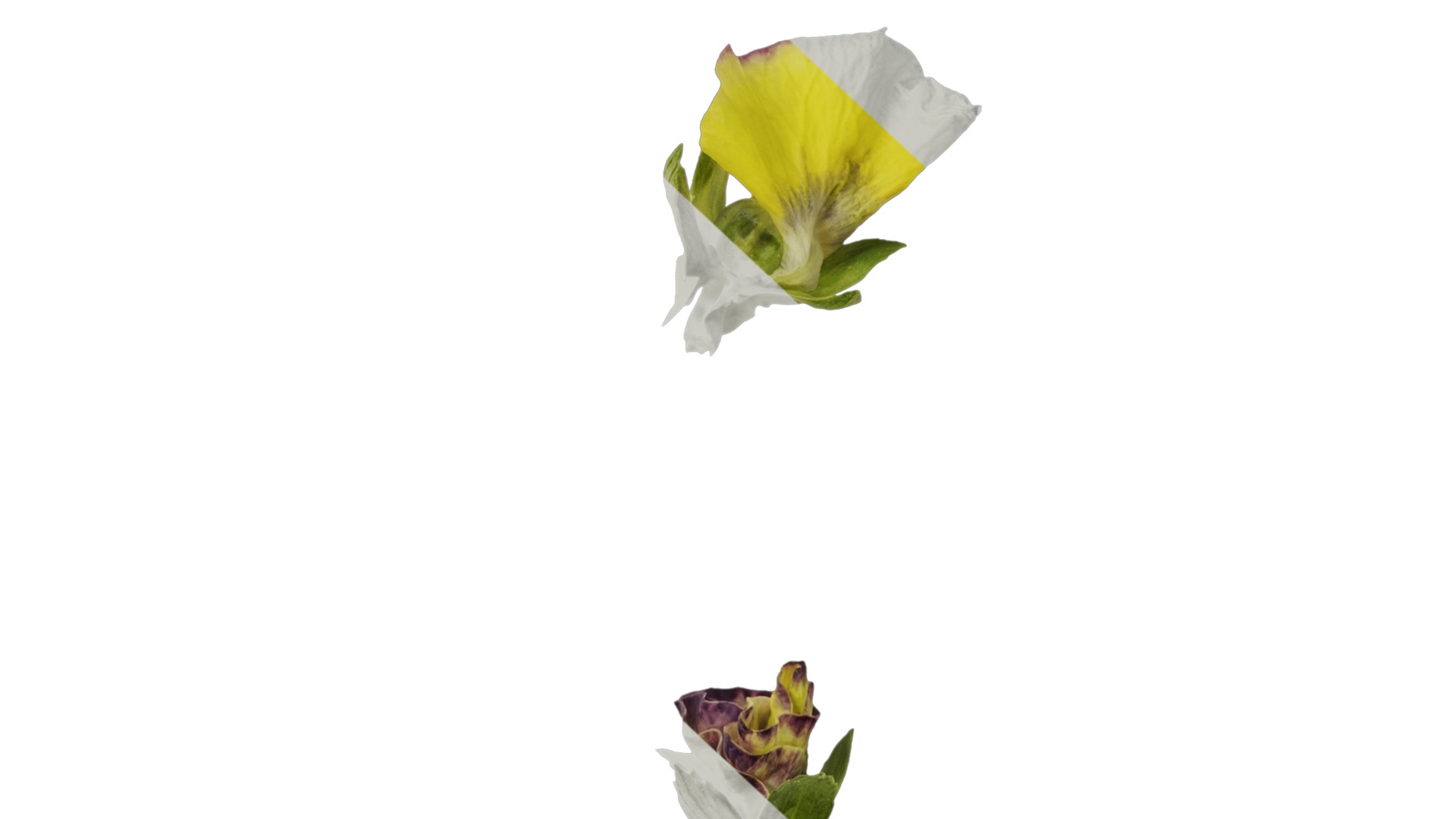 Anydrafts Viola tricolor Flower 02 Texture_7