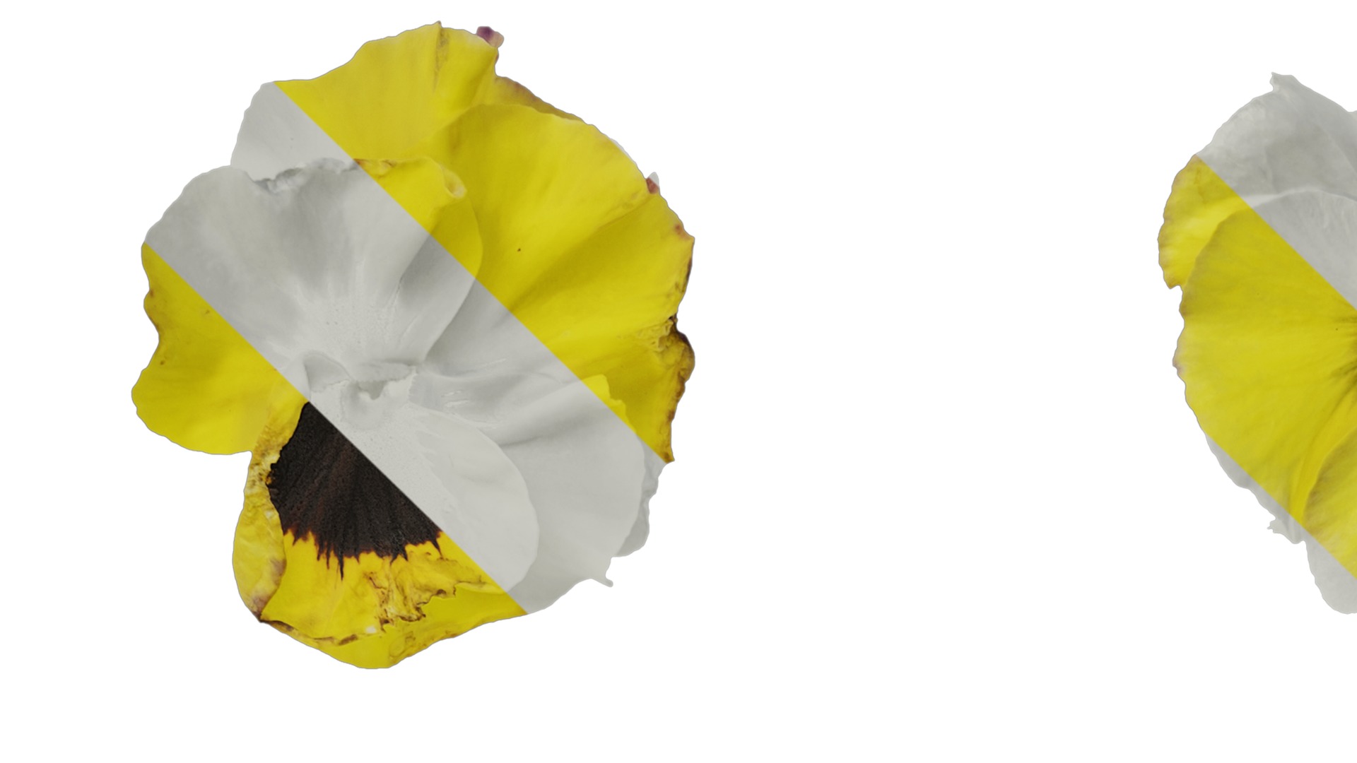 Anydrafts Viola tricolor Flower 02 Texture_1