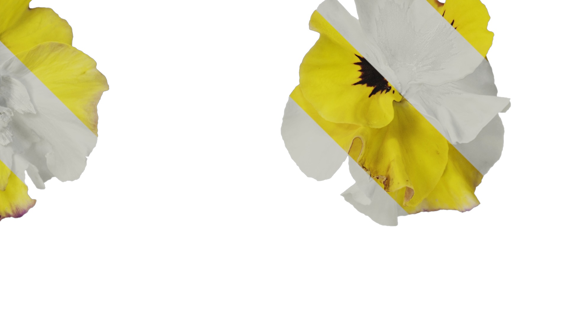 Anydrafts Viola tricolor Flower 02 Texture_2