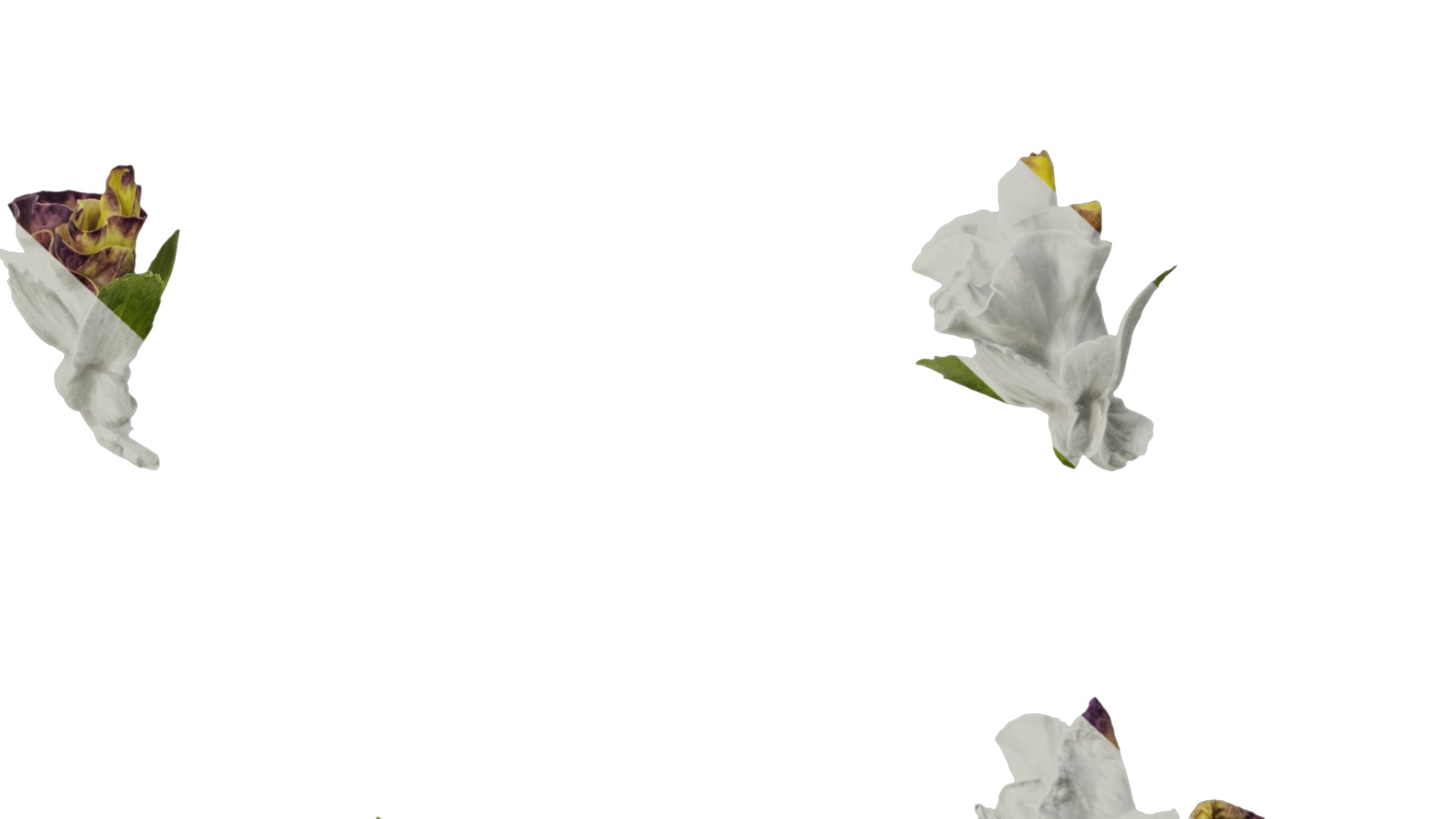 Anydrafts Viola tricolor Flower 02 Texture_6