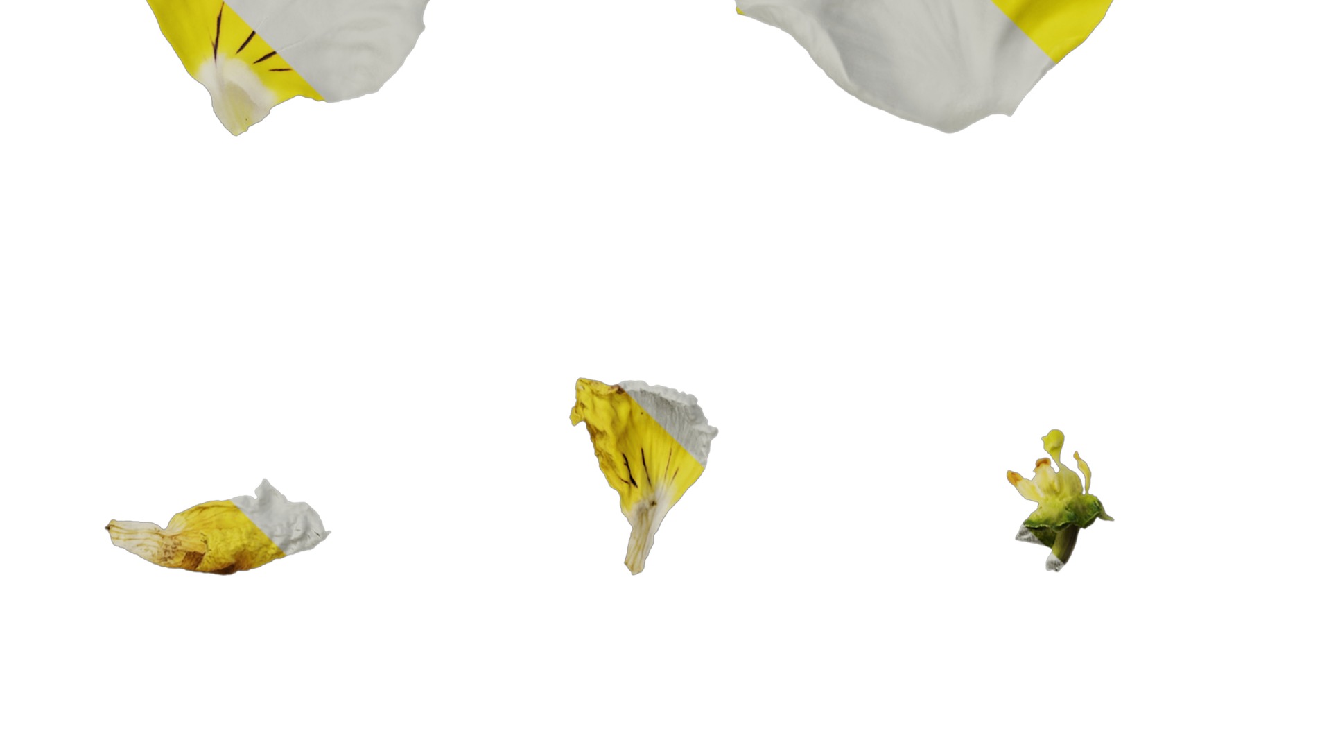 Anydrafts Viola tricolor Flower 03 Texture_5