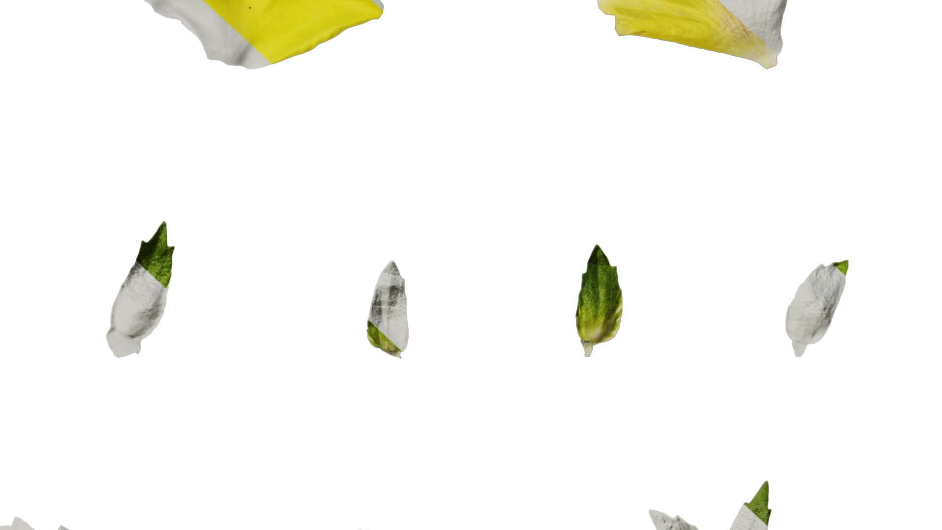 Anydrafts Viola tricolor Flower 03 Texture_6