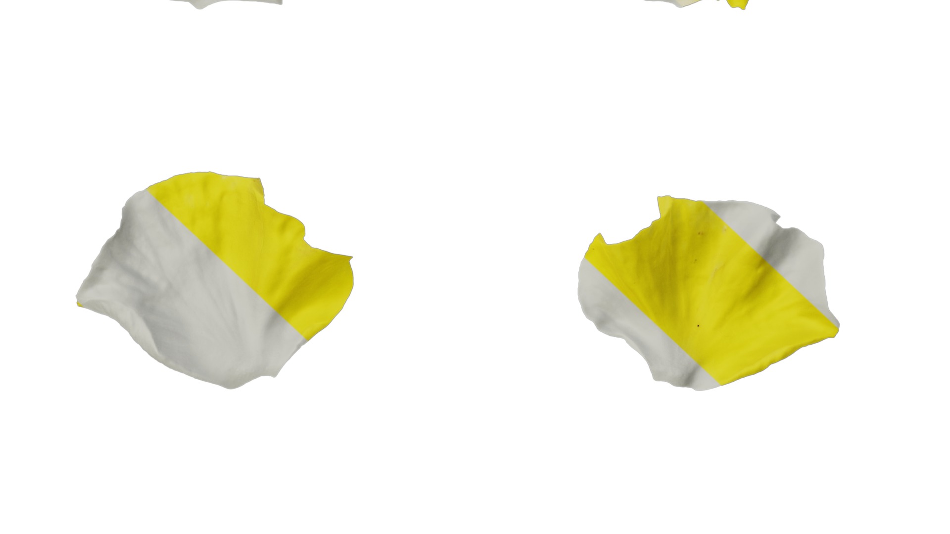 Anydrafts Viola tricolor Flower 03 Texture_7