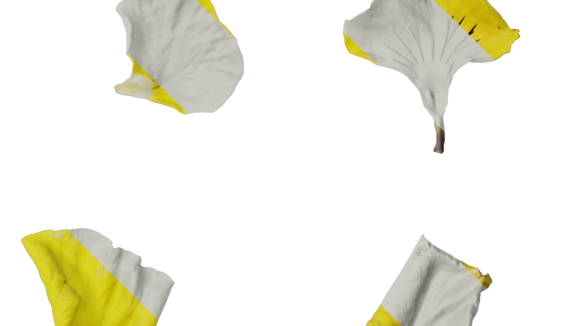 Anydrafts Viola tricolor Flower 03 Texture_2