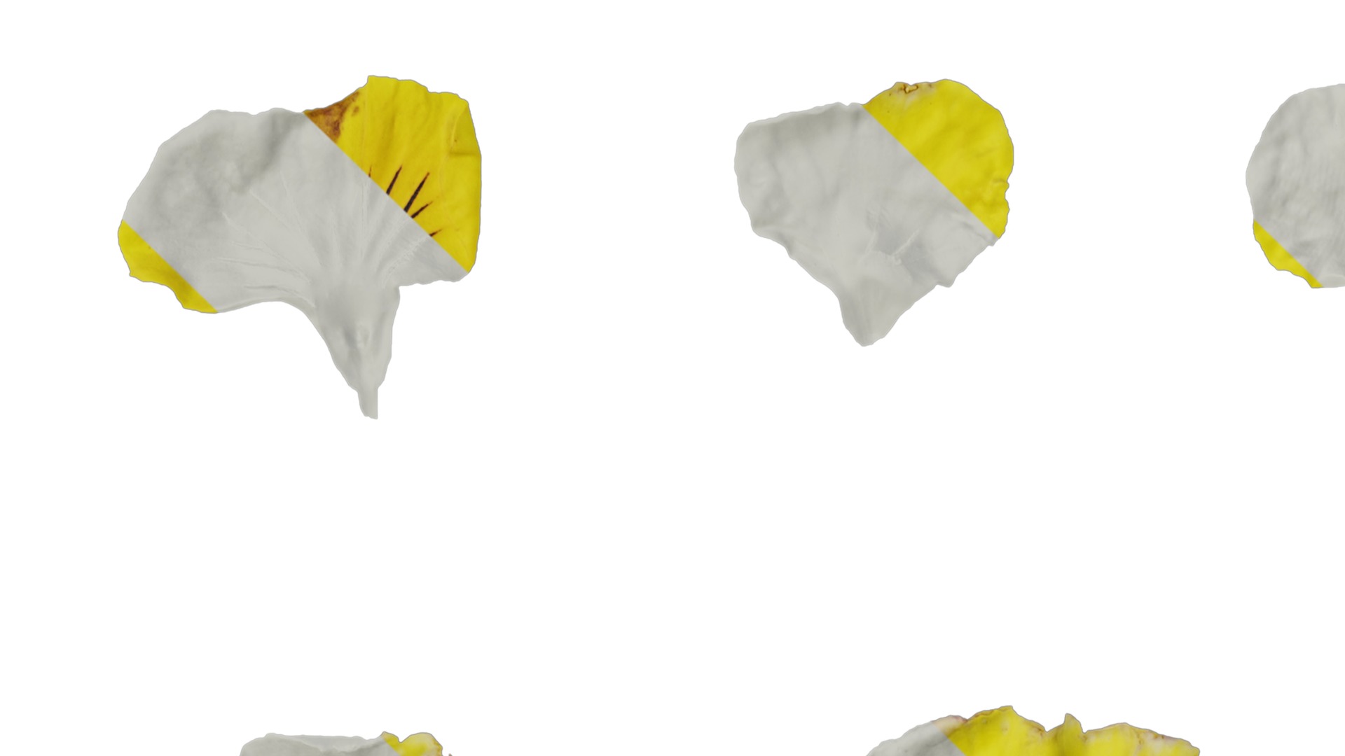 Anydrafts Viola tricolor Flower 03 Texture_1