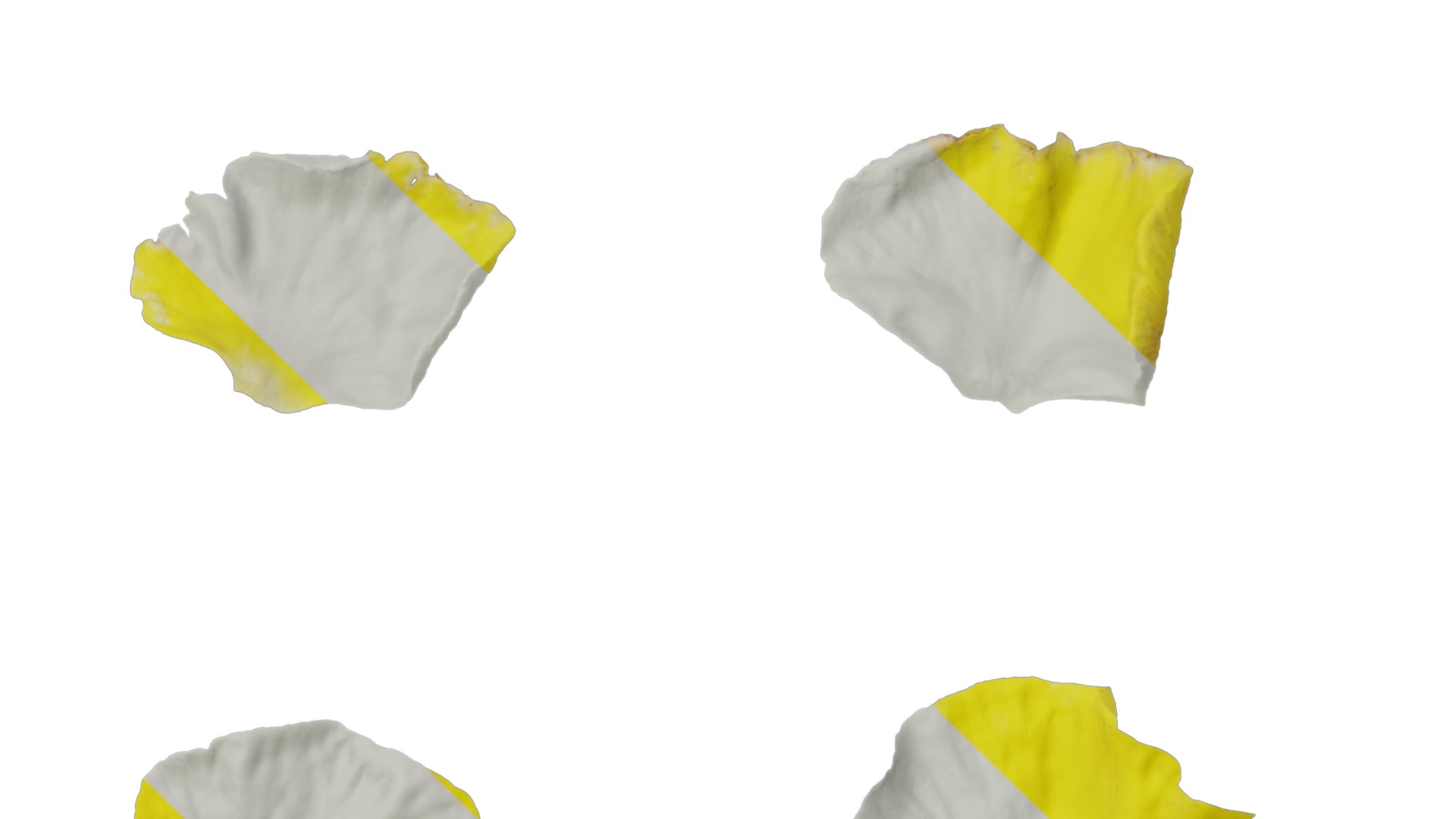 Anydrafts Viola tricolor Flower 03 Texture_3