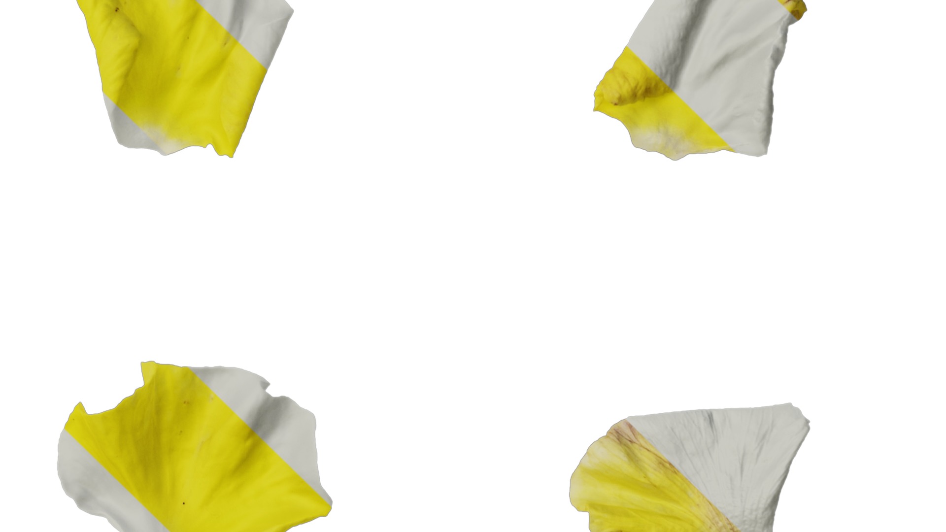 Anydrafts Viola tricolor Flower 03 Texture_4