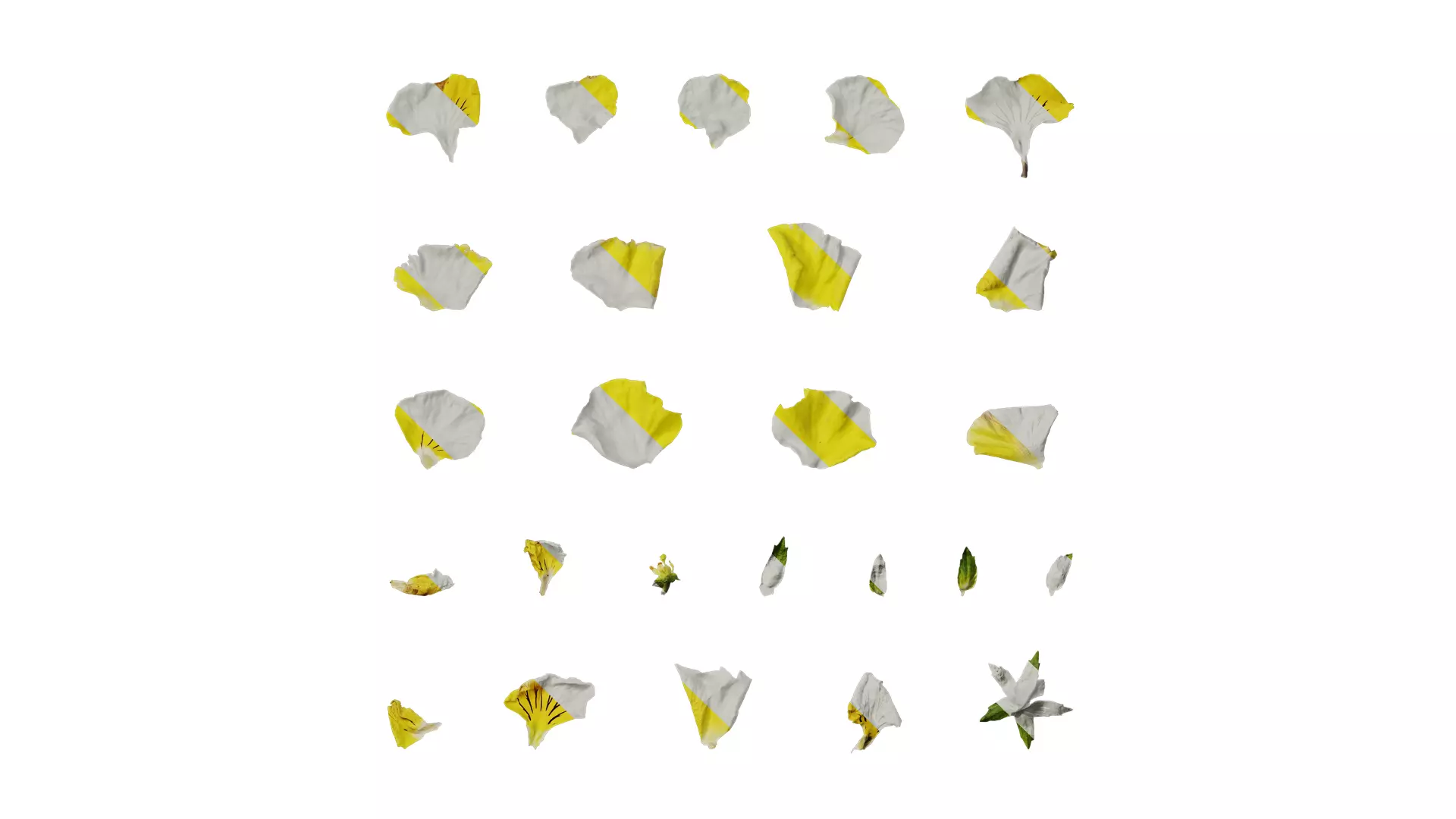 Anydrafts Viola tricolor Flower 03 Texture_0