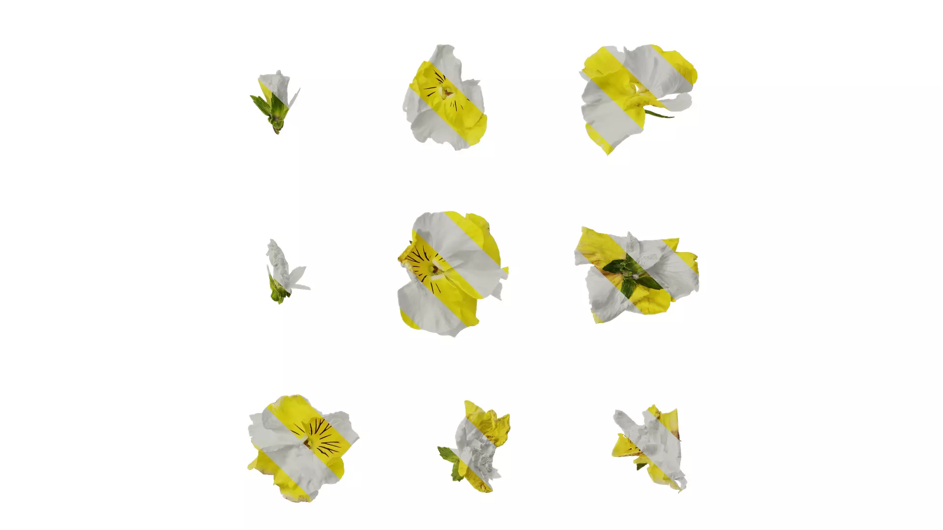 Anydrafts Viola tricolor Flower 04 Texture_0