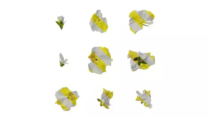 Anydrafts Viola tricolor Flower 04