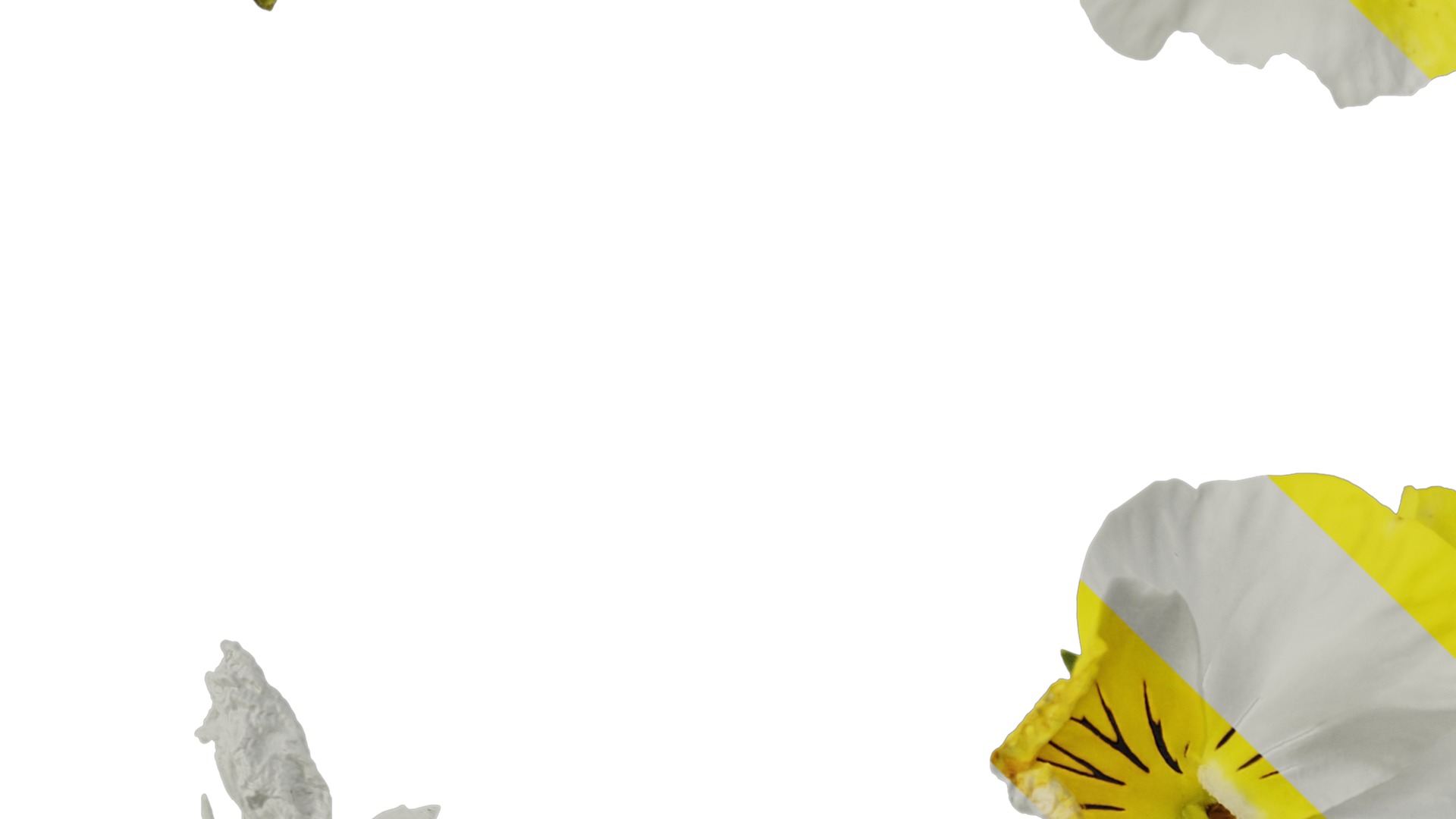 Anydrafts Viola tricolor Flower 04 Texture_3