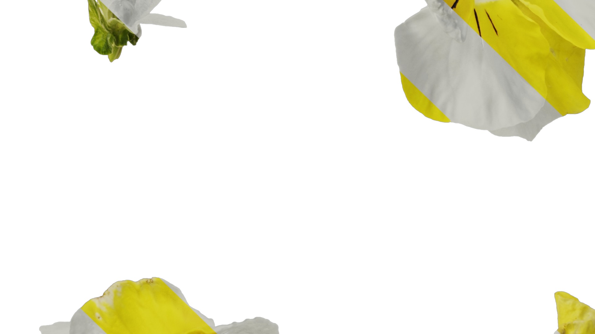 Anydrafts Viola tricolor Flower 04 Texture_5