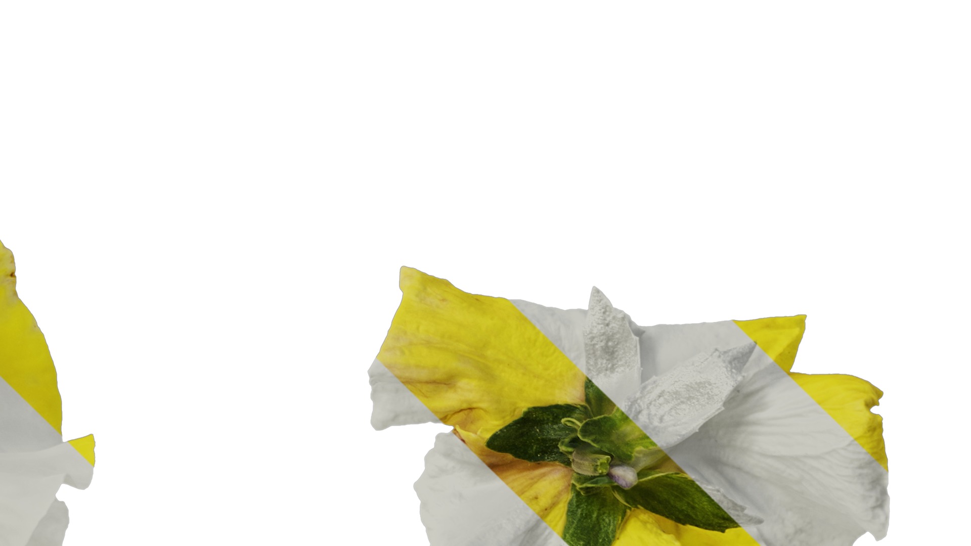 Anydrafts Viola tricolor Flower 04 Texture_4