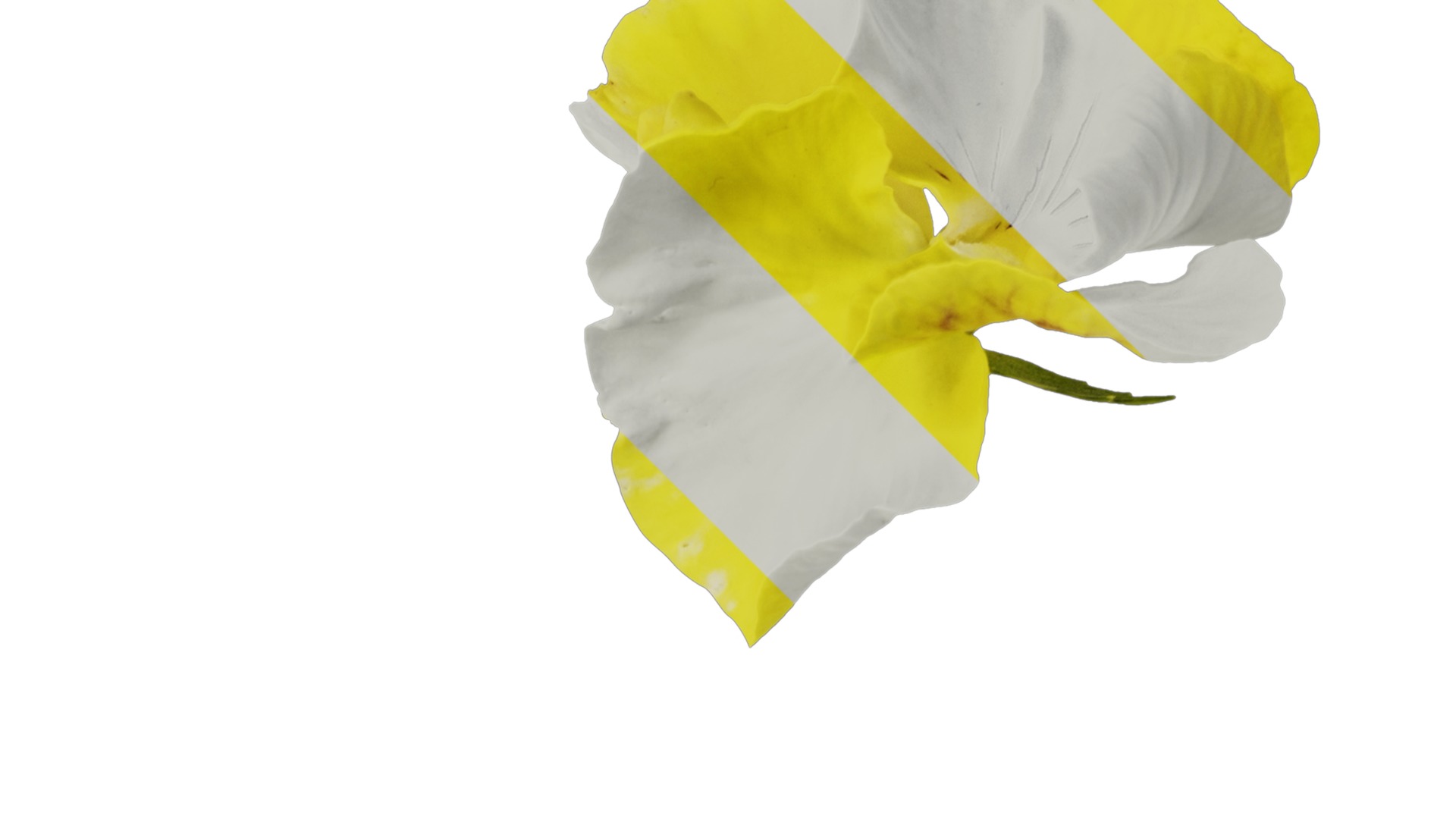 Anydrafts Viola tricolor Flower 04 Texture_2