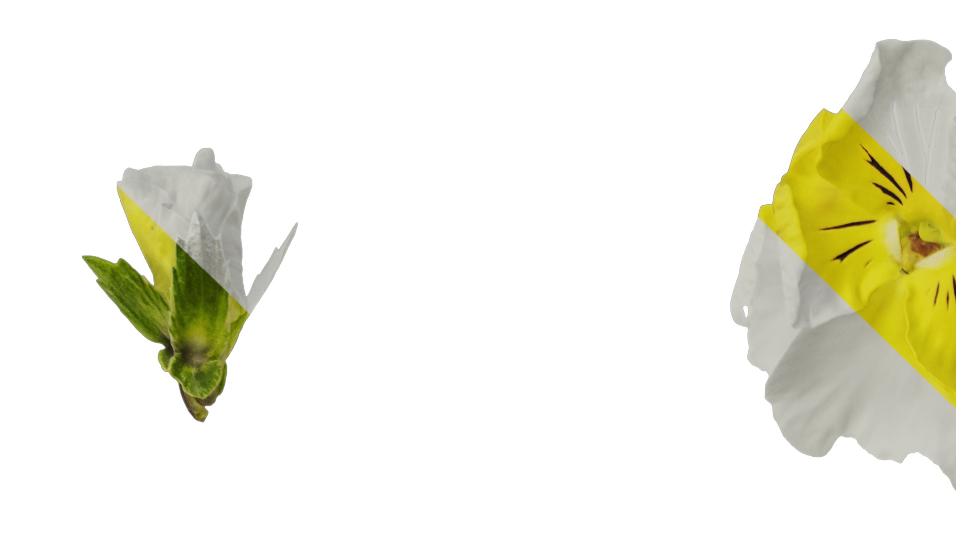 Anydrafts Viola tricolor Flower 04 Texture_1